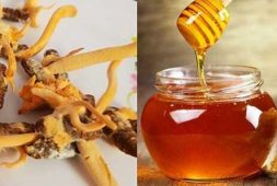 Đông trùng hạ thảo ngâm mật ong có tốt không - Cách ngâm và giá bán mới nhất hiện nay
