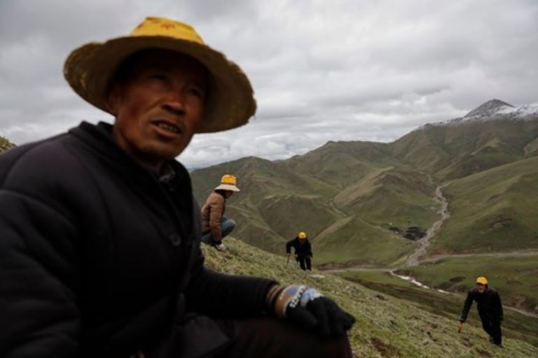 Hành trình khắc nghiệt tìm kiếm đông trùng hạ thảo Tây Tạng