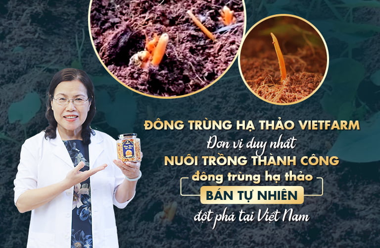 Đông trùng hạ thảo bán tự nhiên Vietfarm - Bước tiến đột phá, chất lượng sánh ngang đông trùng hạ thảo tự nhiên Tây Tạng