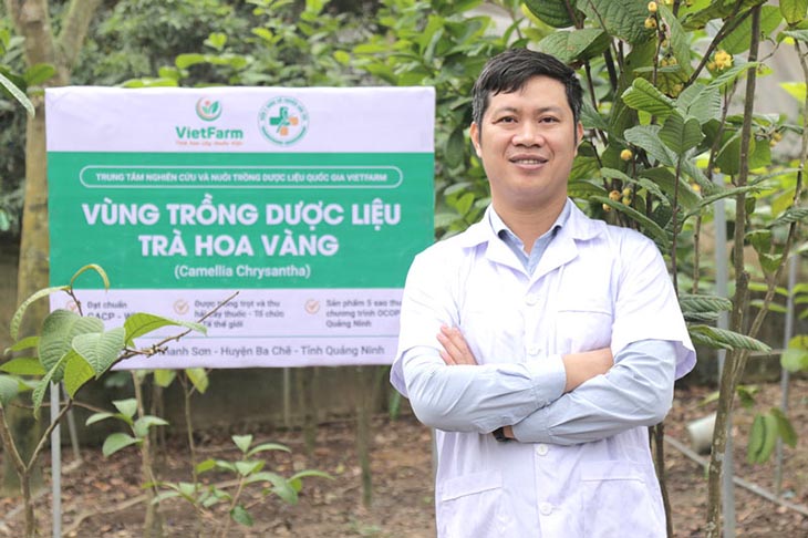Vườn trồng trà hoa vàng tại Bã Chẽ - Quảng Ninh của Vietfarm