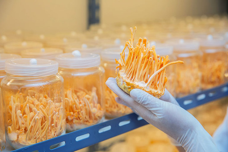 Đông trùng hạ thảo nuôi cấy trong phòng thí nghiệm với giá thành hợp lý