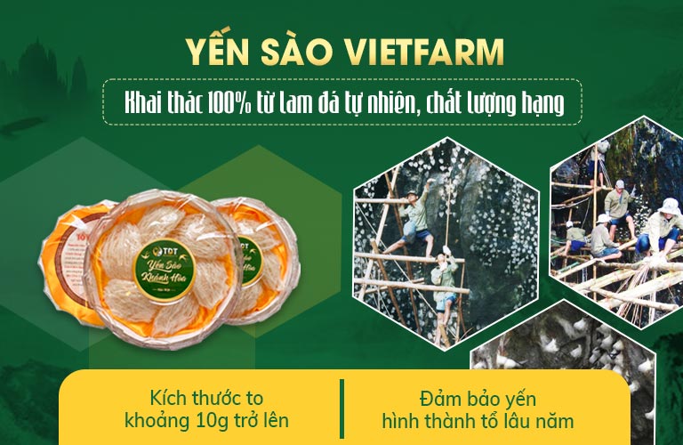 Yến sào Vietfarm được khai thác tự nhiên, chất lượng tốt nhất