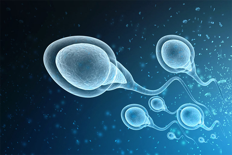 Tinh trùng có đóng góp quan trọng trong hoạt động thụ thai và sinh sản
